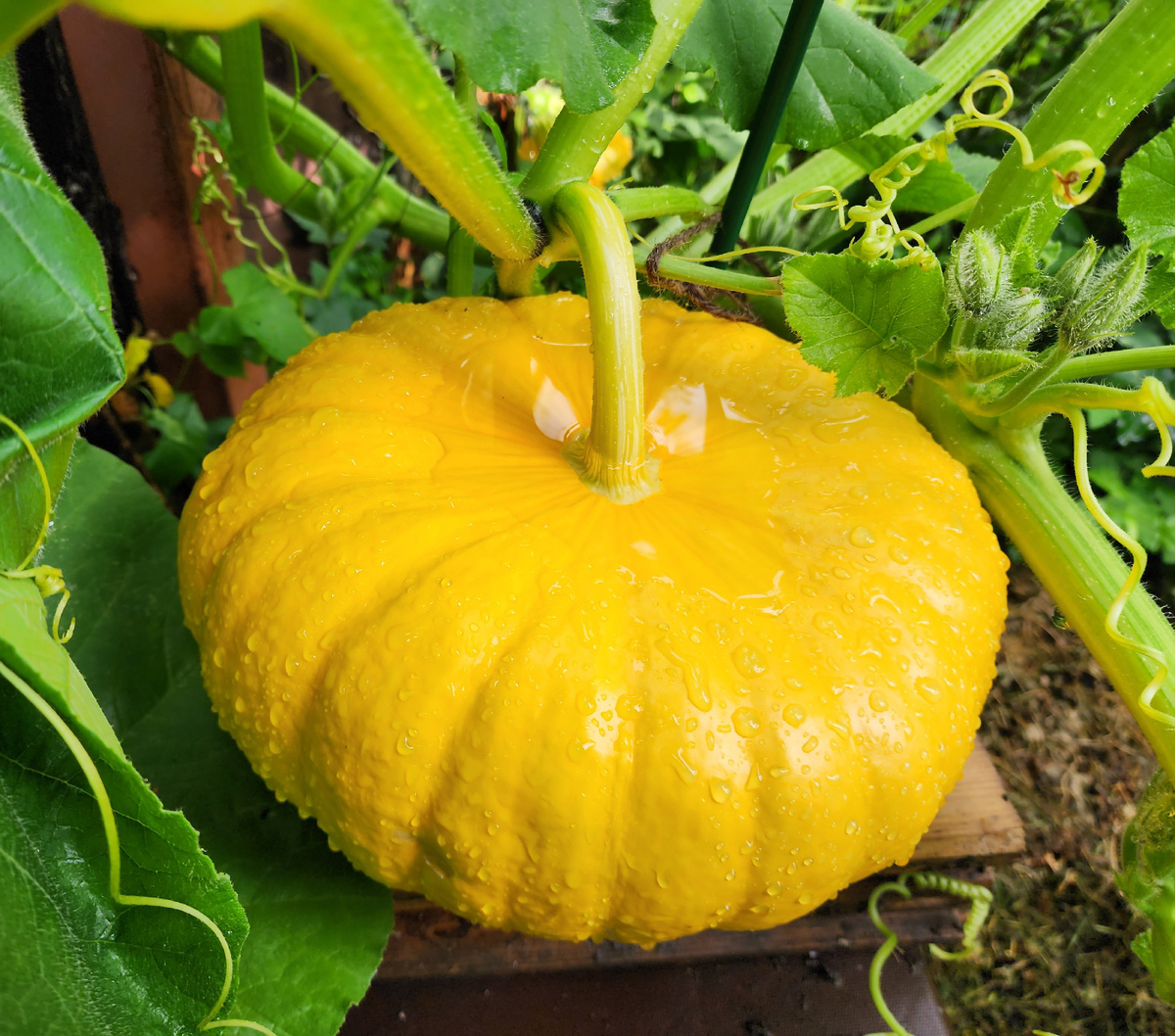 Богатырская сила