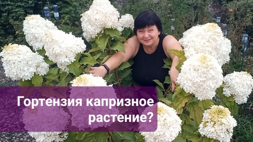 Гортензия сложная и капризная?!!! Давайте разбираться вместе!