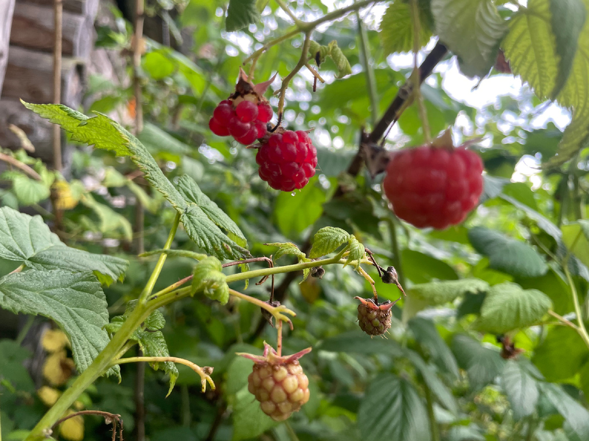 Нам довелось увидеть, как растет малина, и собрать достаточно большой урожай. Собрав несколько литров на зиму, мы начали задумываться о том, что её действительно много, и нужно с ней что то делать, жалко пропадать же. Было принято решение выложить объявления о продаже малин ниже рыночной цены, да и лишние деньги не помешают в нашей ситуации.  Именно после такого гениального решения, нам удалось собрать около десятка литров малины, и продав её по 300 рублей за литр, удалось заработать 3000 рублей. Опять же, возвращаясь к теме плодов от огорода, мы ничего не потеряли и не инвестировали ни копейки, земля дала нам урожай. 