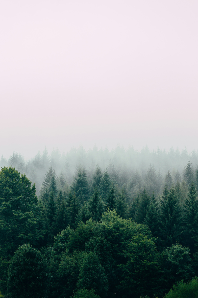 https://unsplash.com/photos/aerial-photography-of-forest-QsWG0kjPQRY