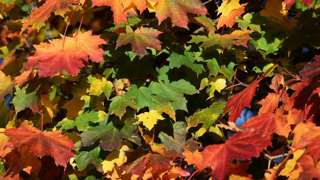    ФОТО: ОЛЕГ РУКАВИЦЫН/ЦАРЬГРАД