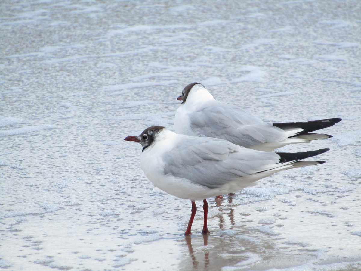 Чайкам тоже довольно прохладно ) 