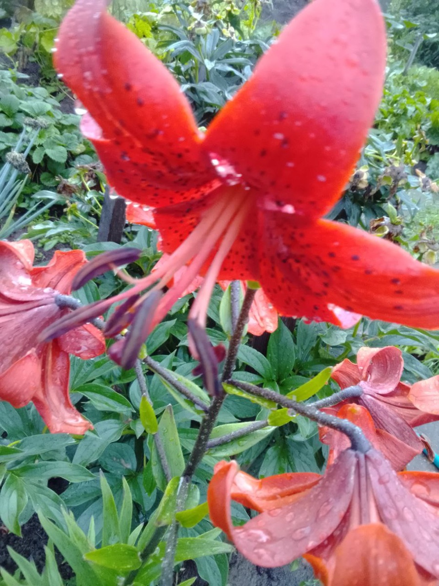 моя красавица