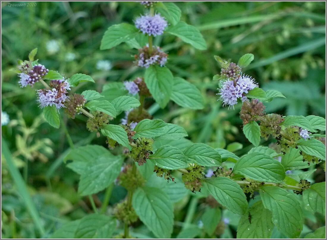 Мята полевая (Mentha arvensis). 