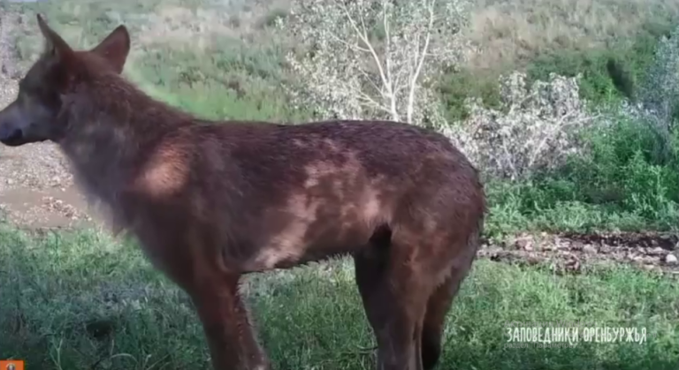    В Оренбургской степи в фотоловушку поймали волка-одиночку Марина Шарт