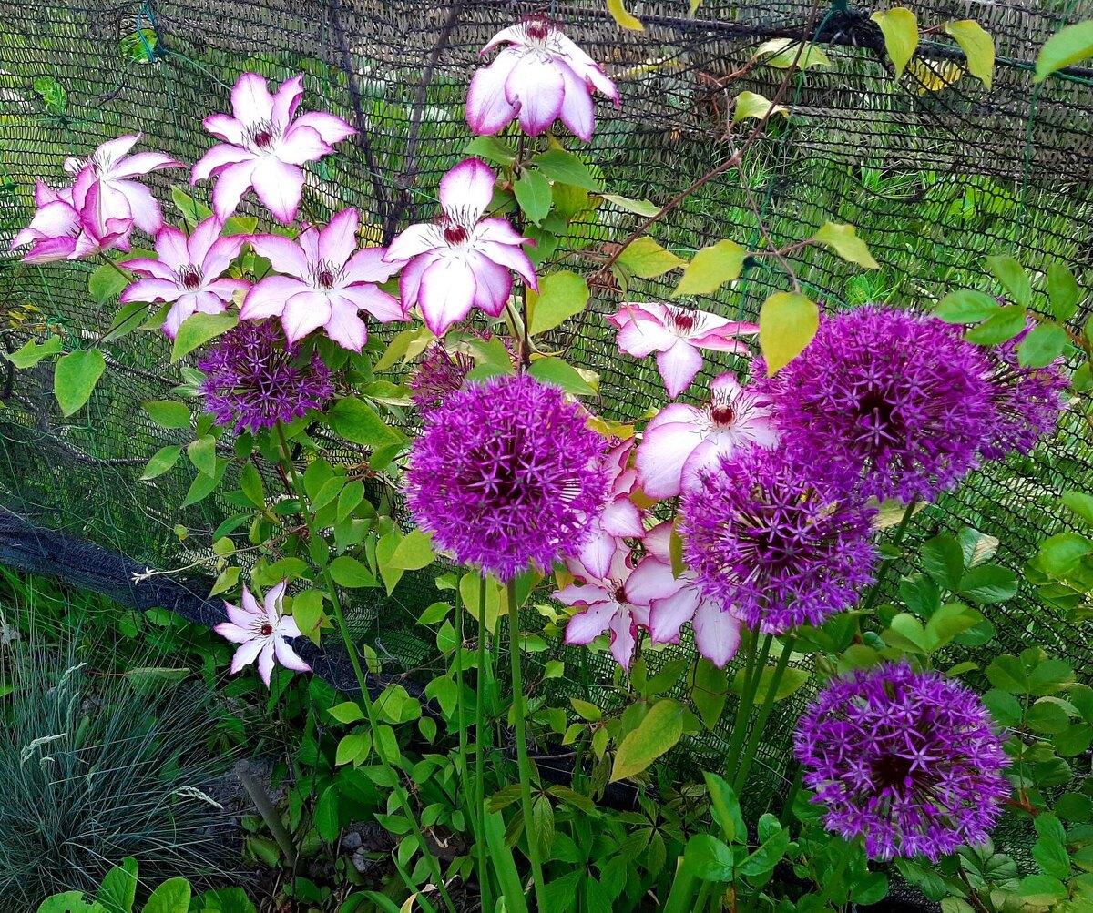 1. Клематис Omoshiro и декоративный лук. 3 фото, листайте