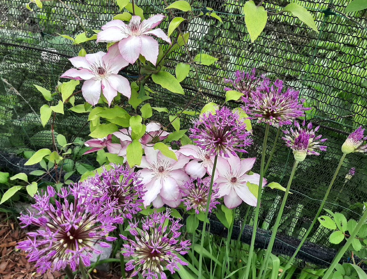 2. Клематис Omoshiro и декоративный лук