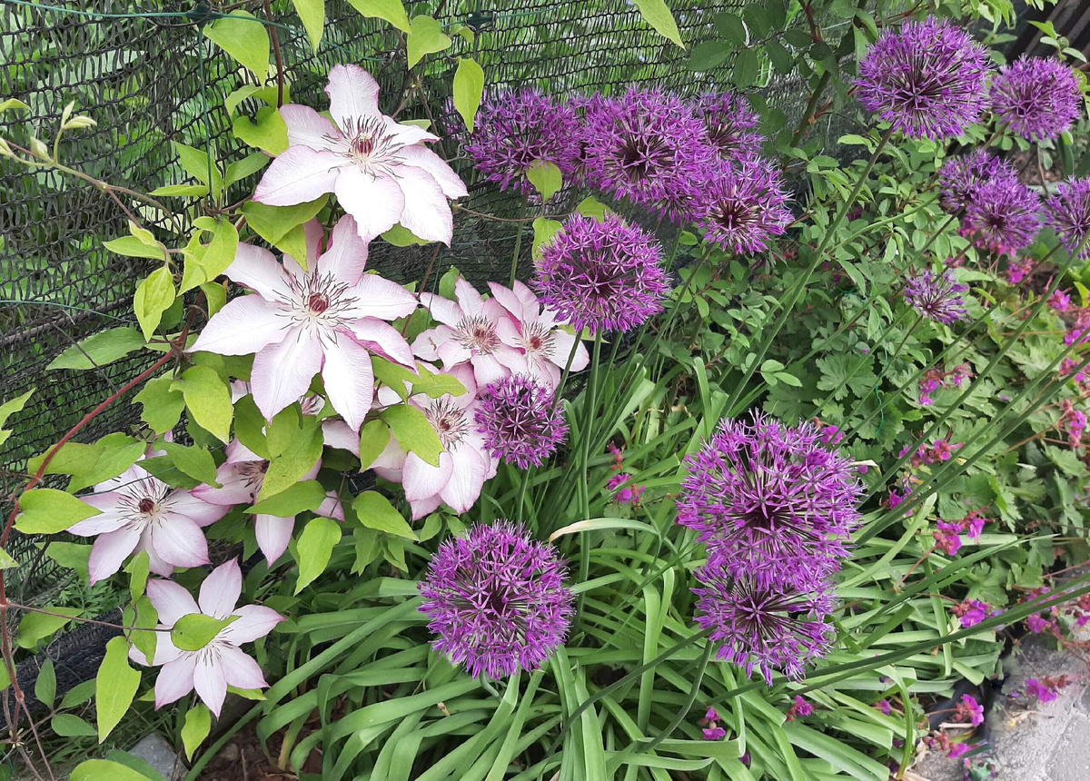 3ю Клематис Omoshiro и декоративный лук