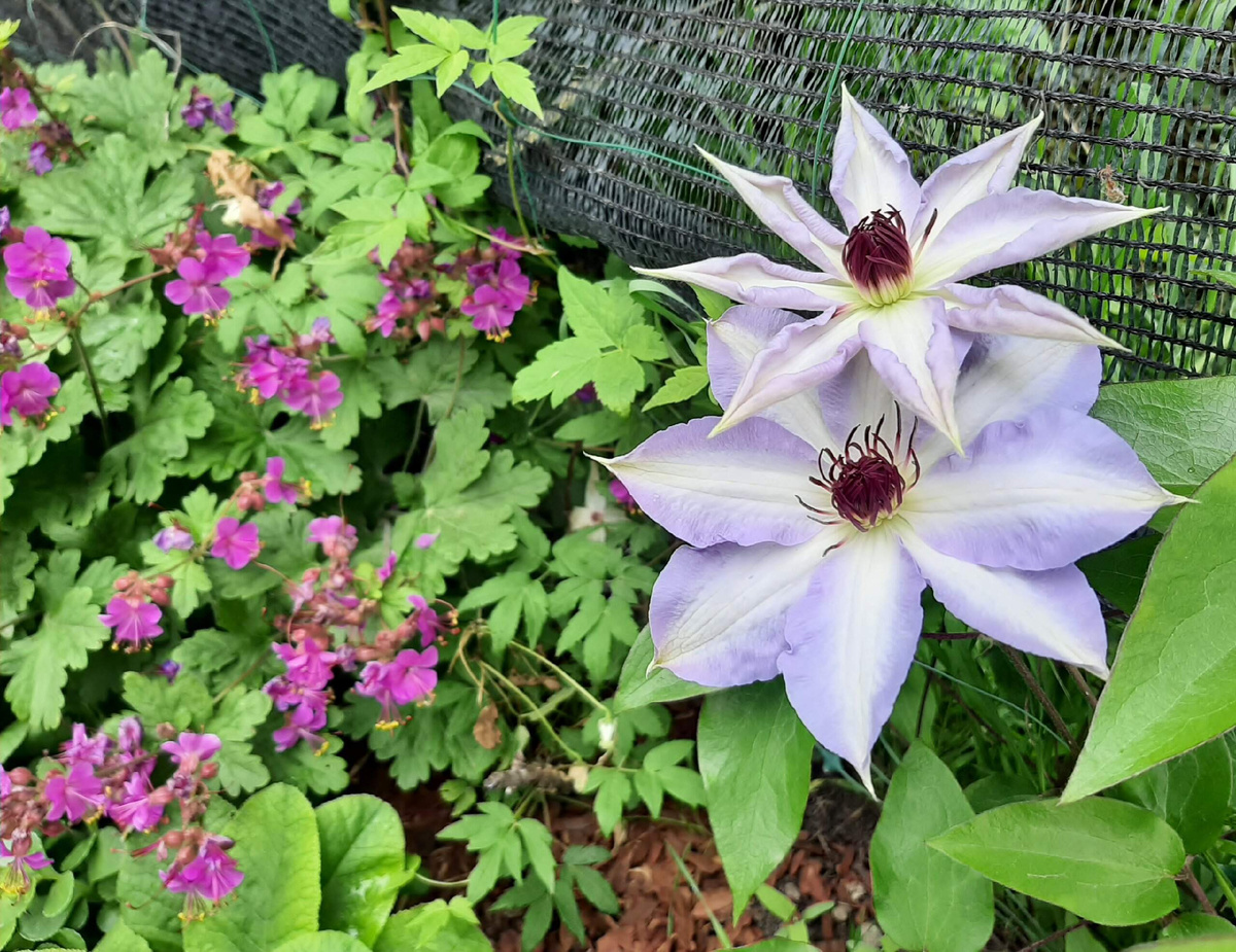 4. Клематис Misayo и герань крупнокорневищная