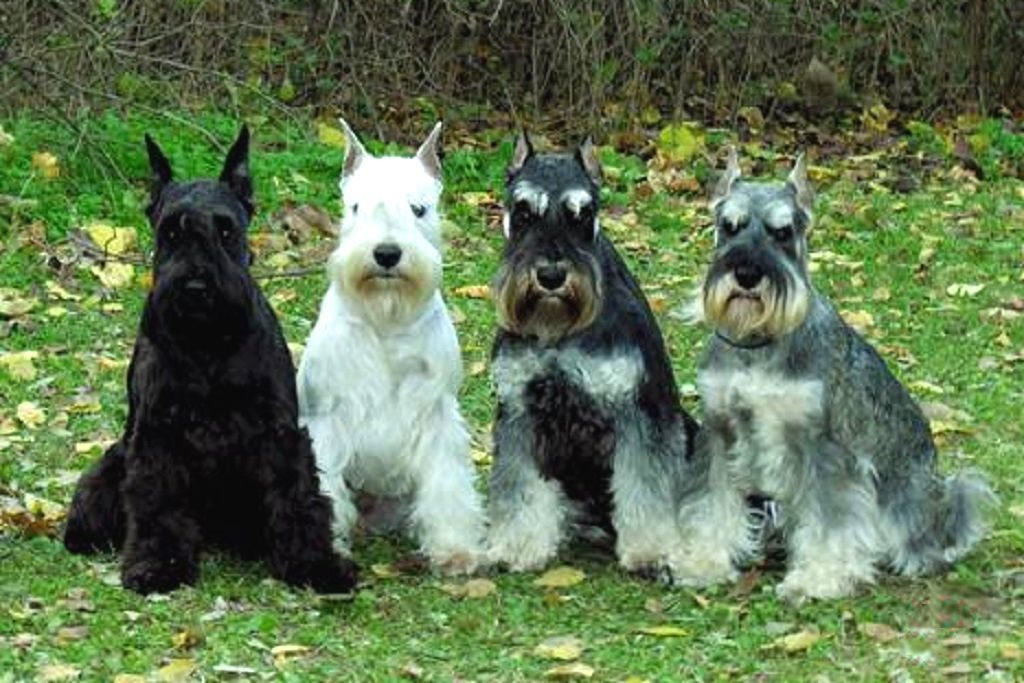 Цвергшнауцеры разных окрасов.