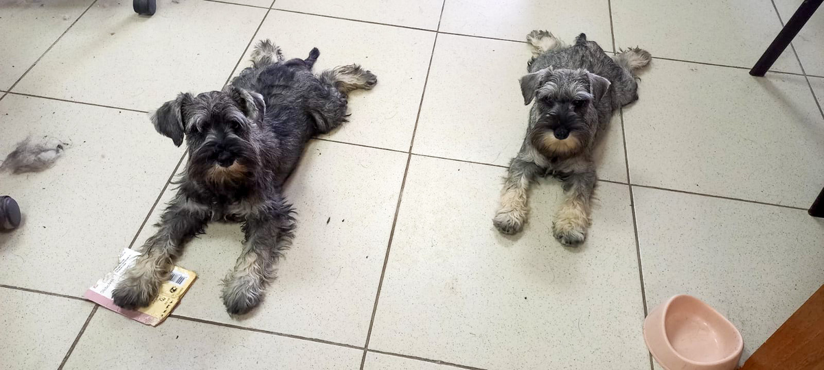 Сен Сейвор Рафаэлла и Сен Сейвор Роза Мира