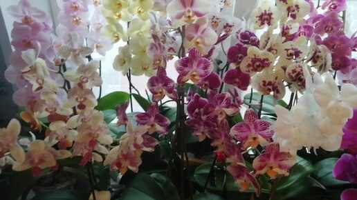 🌺Цветущие орхидеи в последний день июля 🌹🌼🌻