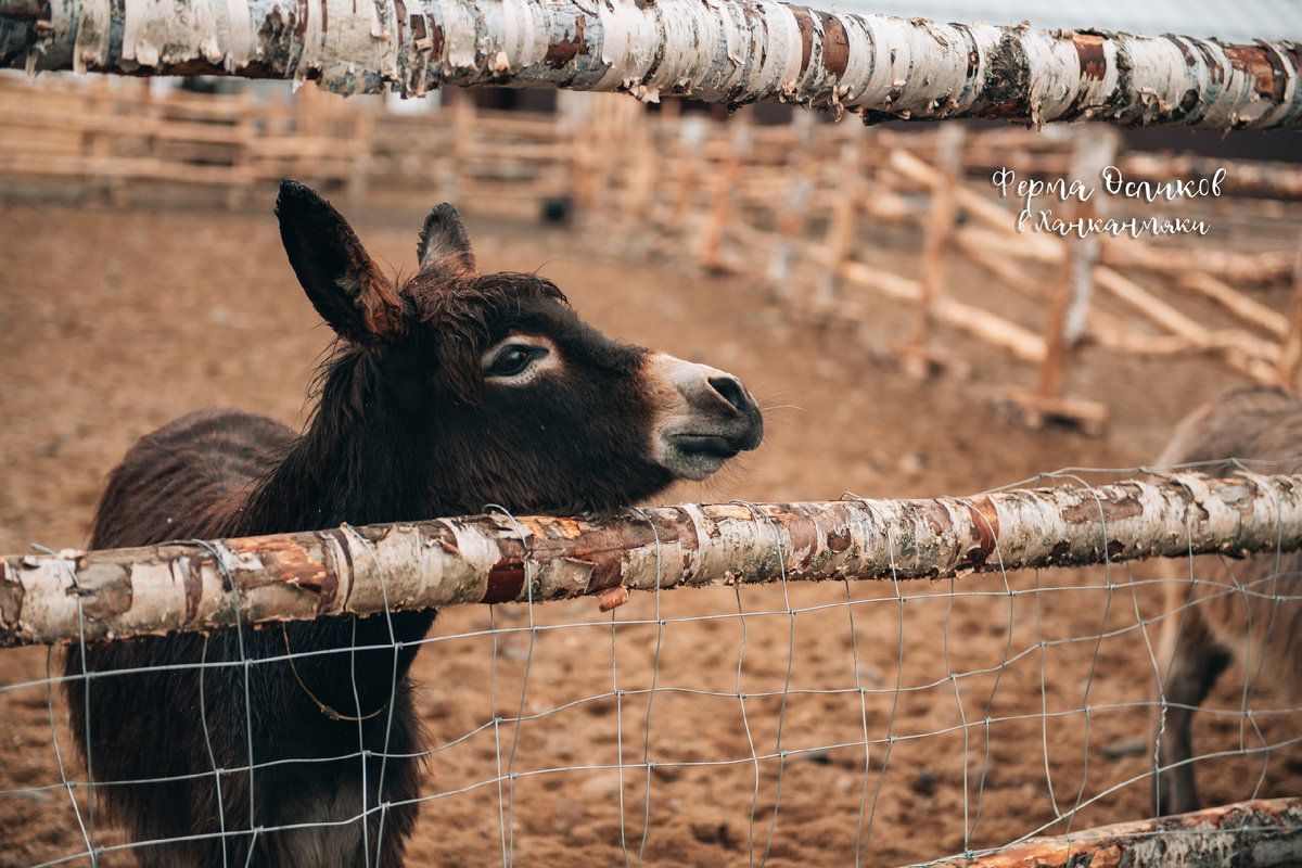 Республика Карелия, Лахденпохский район, п. Ханканмяки, ул. Приозерская.