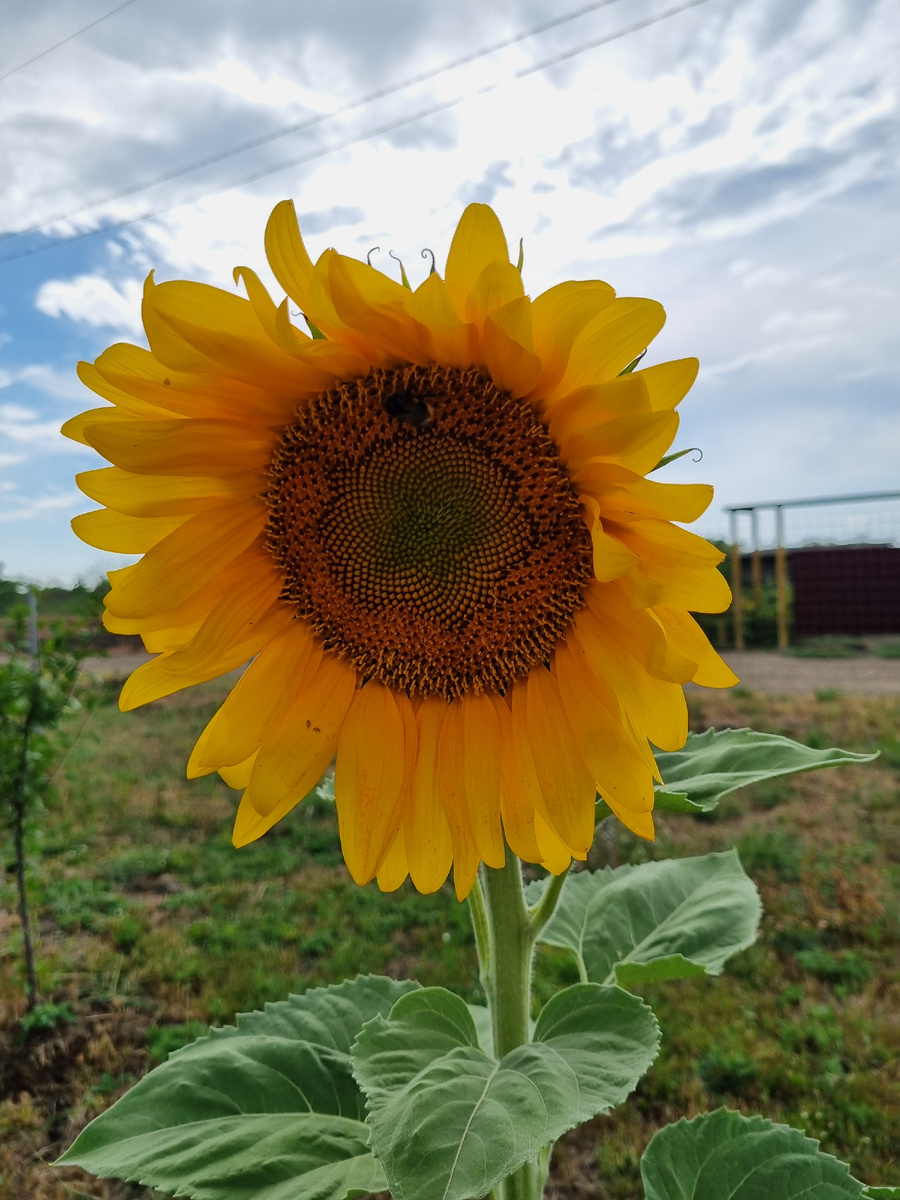 Визитная карточка Кубани: подсолнух