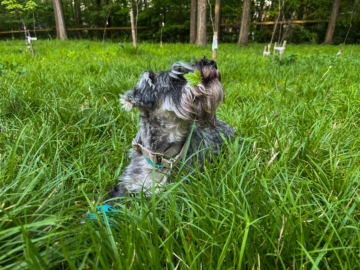 Элла на прогулке в сквере.
