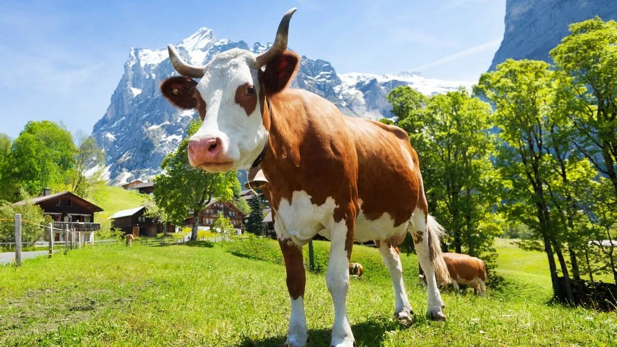 Прекрасна жизнь буренок на альпийских лугах. Фото из сети 