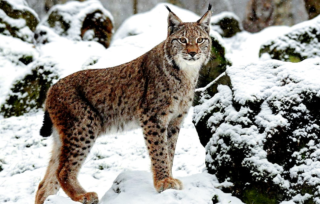 Лат. Lynx lynx, фото: koshka.top