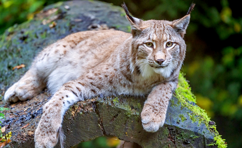 Фото: koshka.top