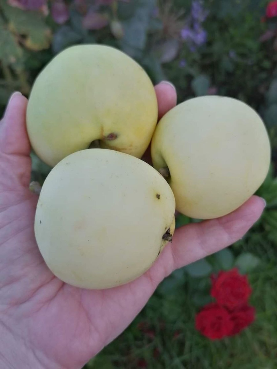 Дачные яблоки "белый налив". Фото автора