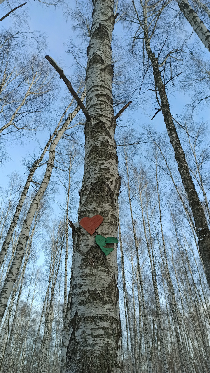 Зимний лес. Фото автора. 