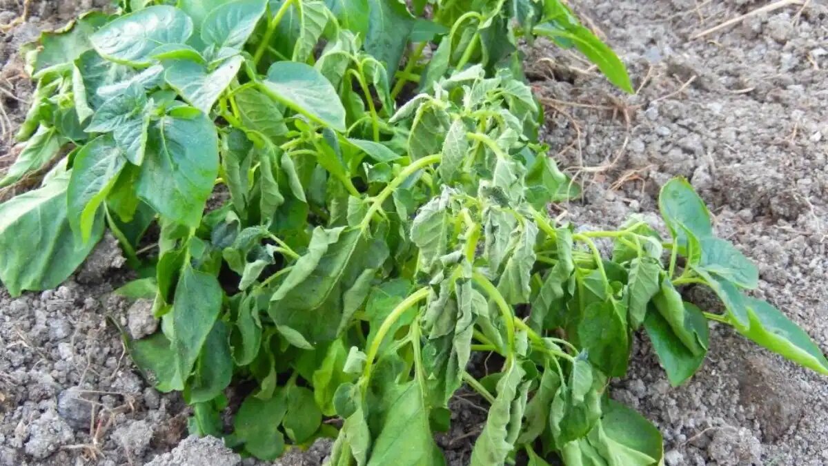 Фото:gd.eppo.int Бурая бактериальная гниль картофеля