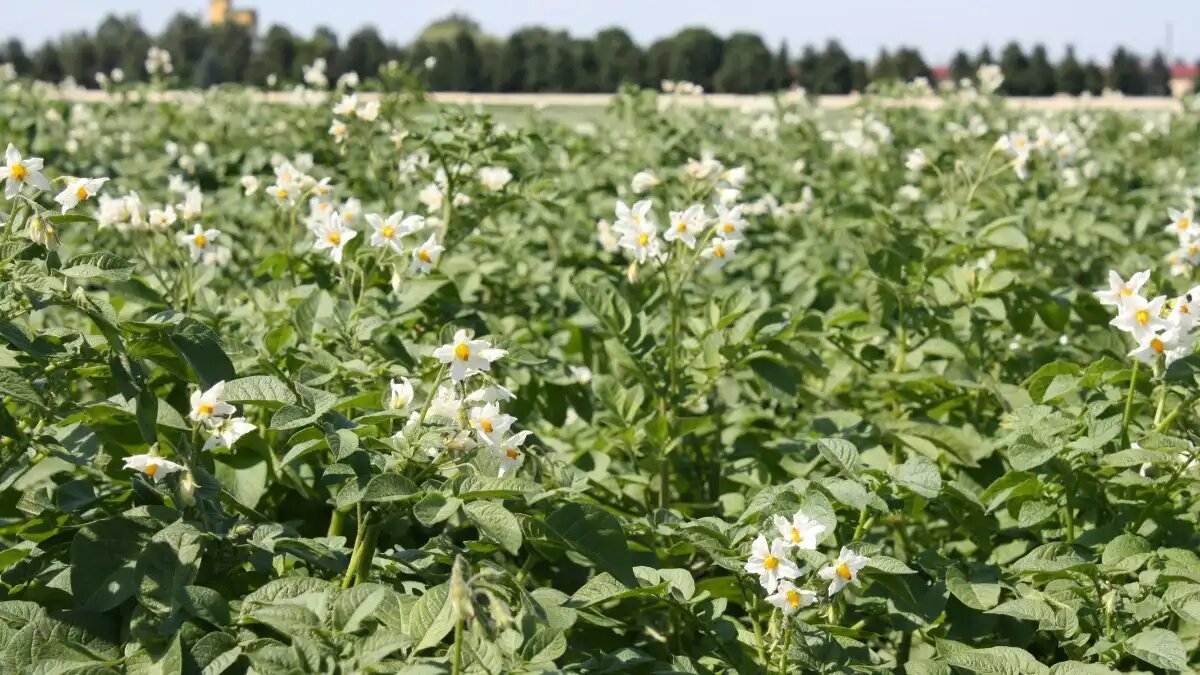 Фото:© Владимир Исаенко / Glavagronom.ru Бактериальные болезни картофеля – признаки и симптомы