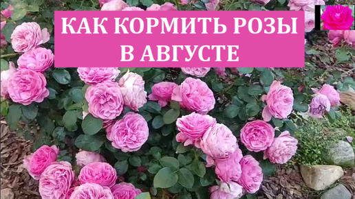 КОРМИМ РОЗЫ В АВГУСТЕ