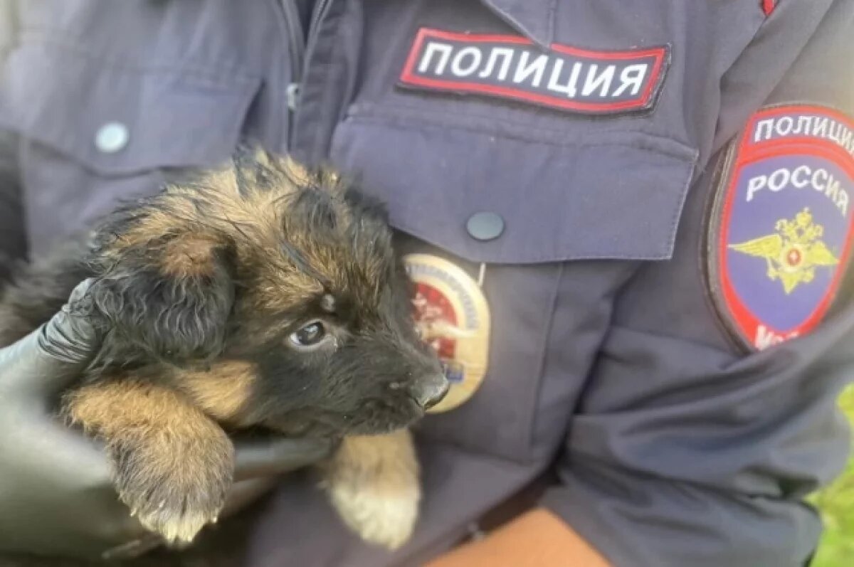    Полицейский спас щенка с затопленного участка в Челябинской области