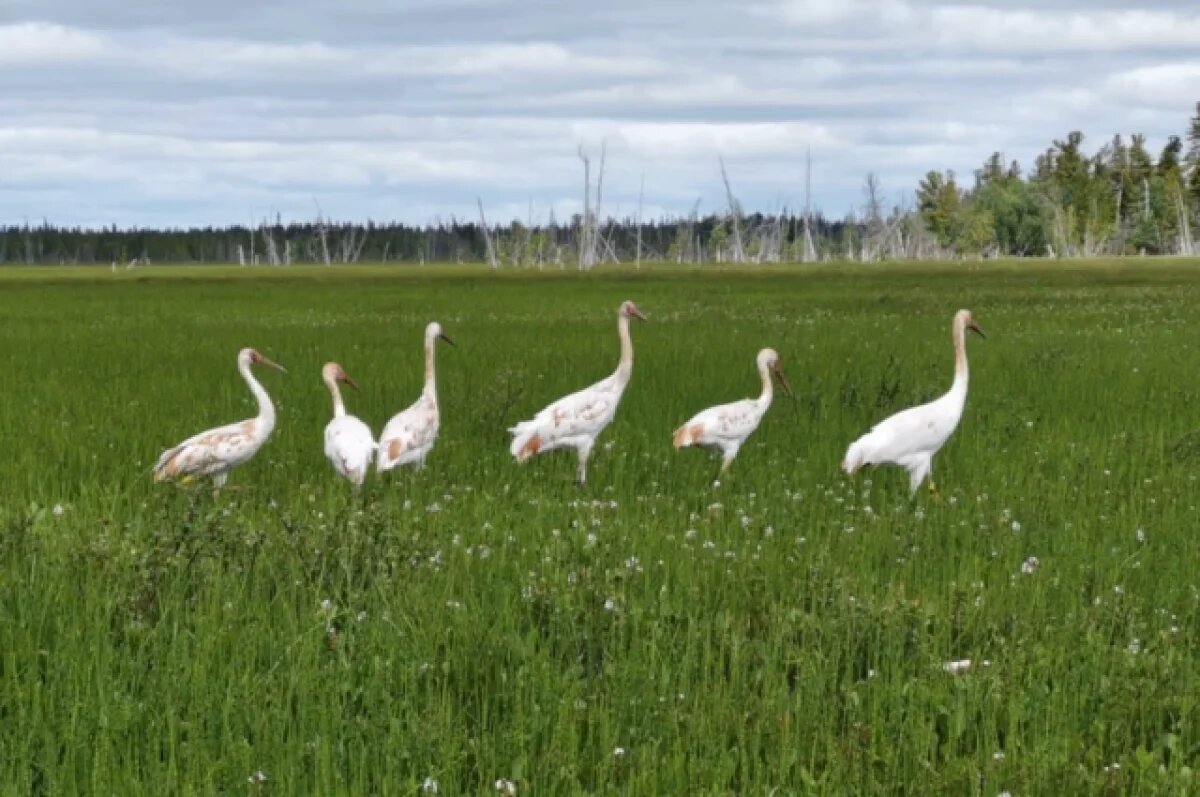    Стерхи из аэропорта Салехарда переехали в сквер