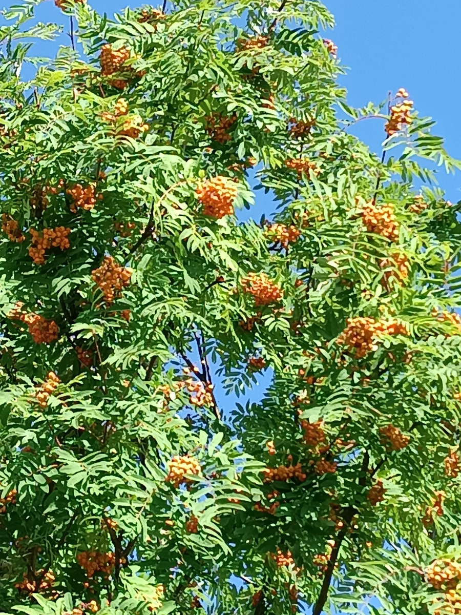 Рябина Красная