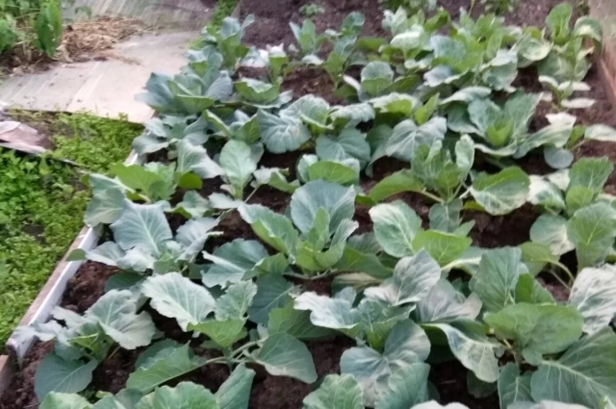    В Пермском округе женщина избила соседку из-за испорченного огорода