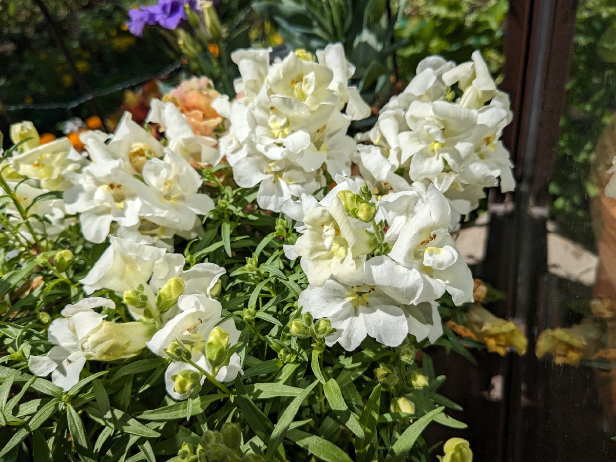 Львиный зев сортосерии Твинни в июле - на крыльце