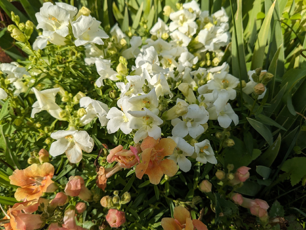 Львиный зев сортосерии Твинни в июне