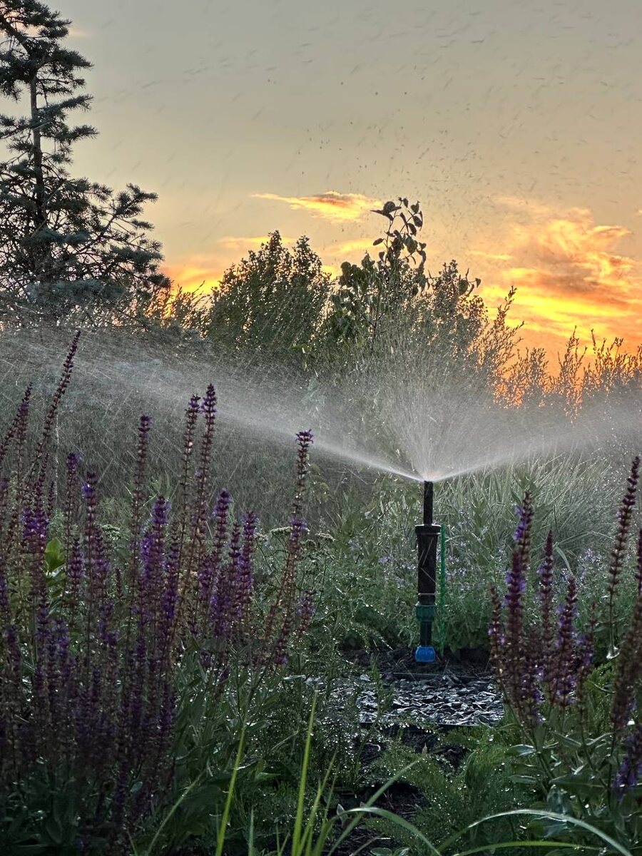 Полив методом дождевания