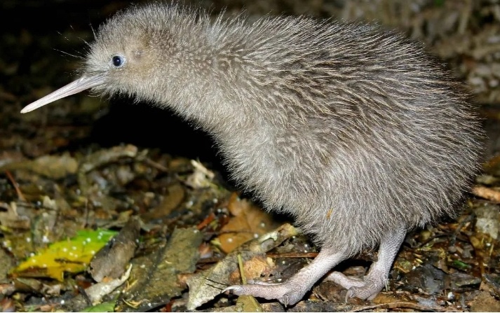 Птица киви