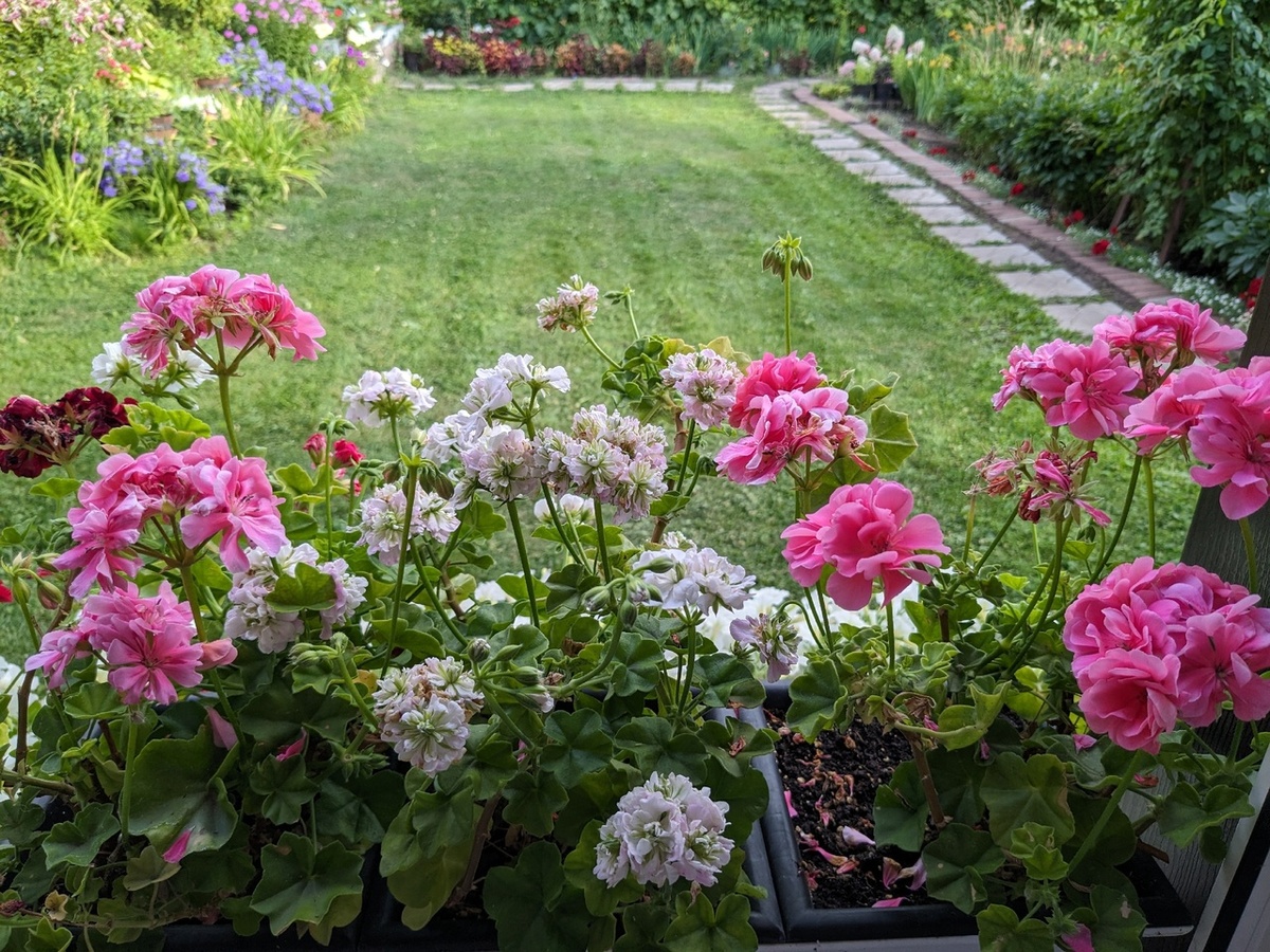 Мой неидеальный, но любимый сад