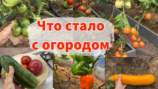 Уезжала в отпуск. Что стало с садом/огородом без ухода. МИНИ-ОБЗОР МОИХ ГРЯДОК И КЛУМБ