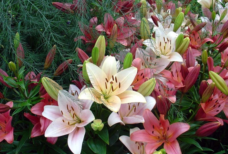 💖Уход за лилиями после цветения: приводим растения в опрятный вид без вреда для них