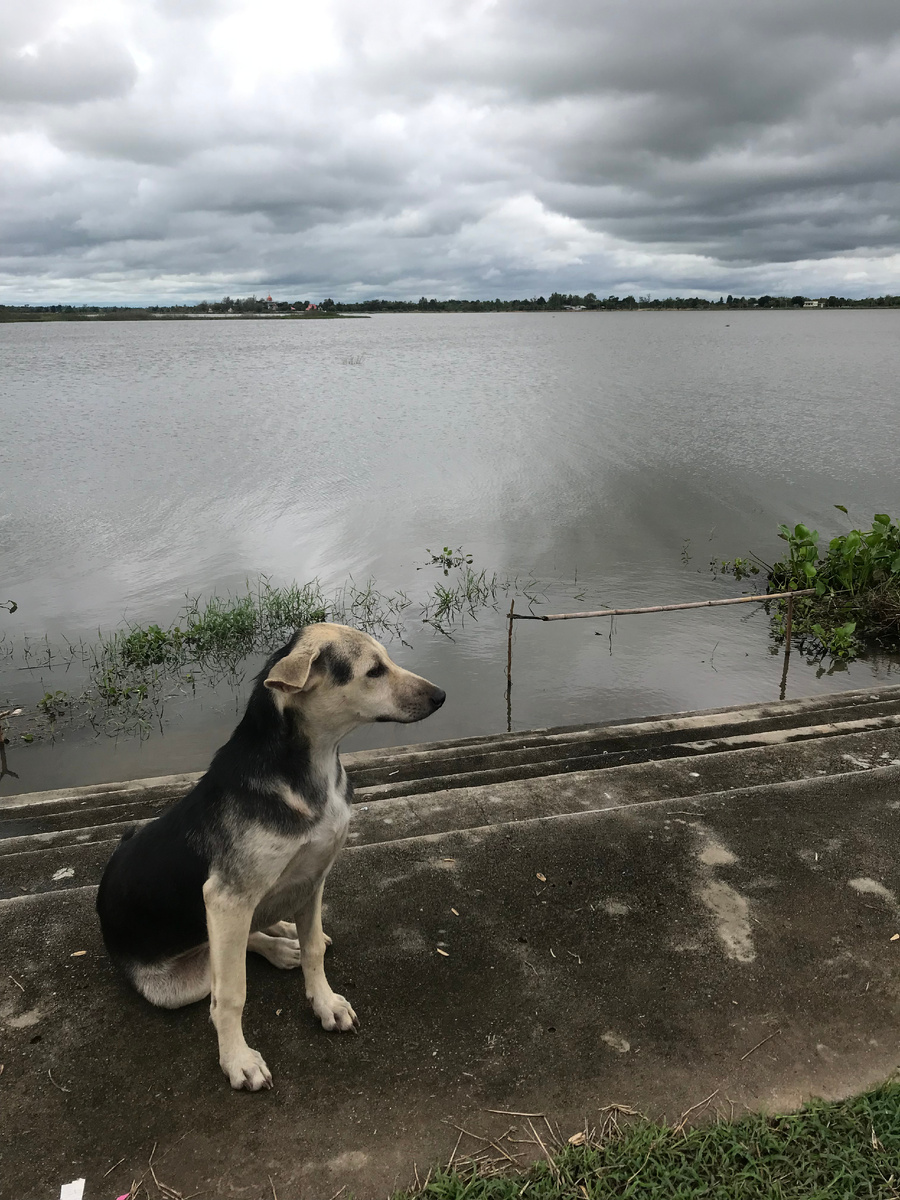 Встречались и добрые собаки (озеро Khae Loeng Chan, Махасаракхам)