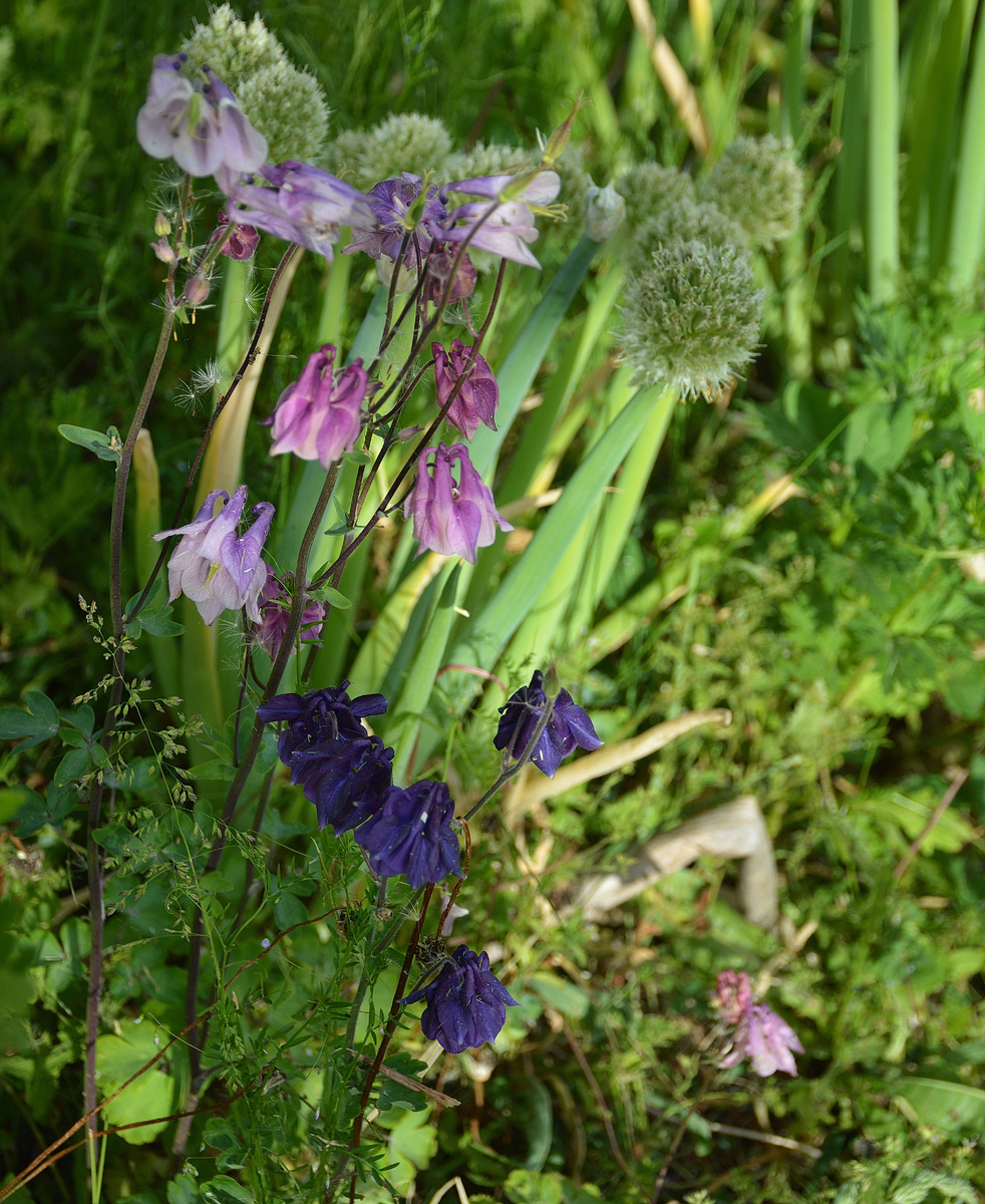 Все фотографии в статье мои. Растения и предметы - тоже 