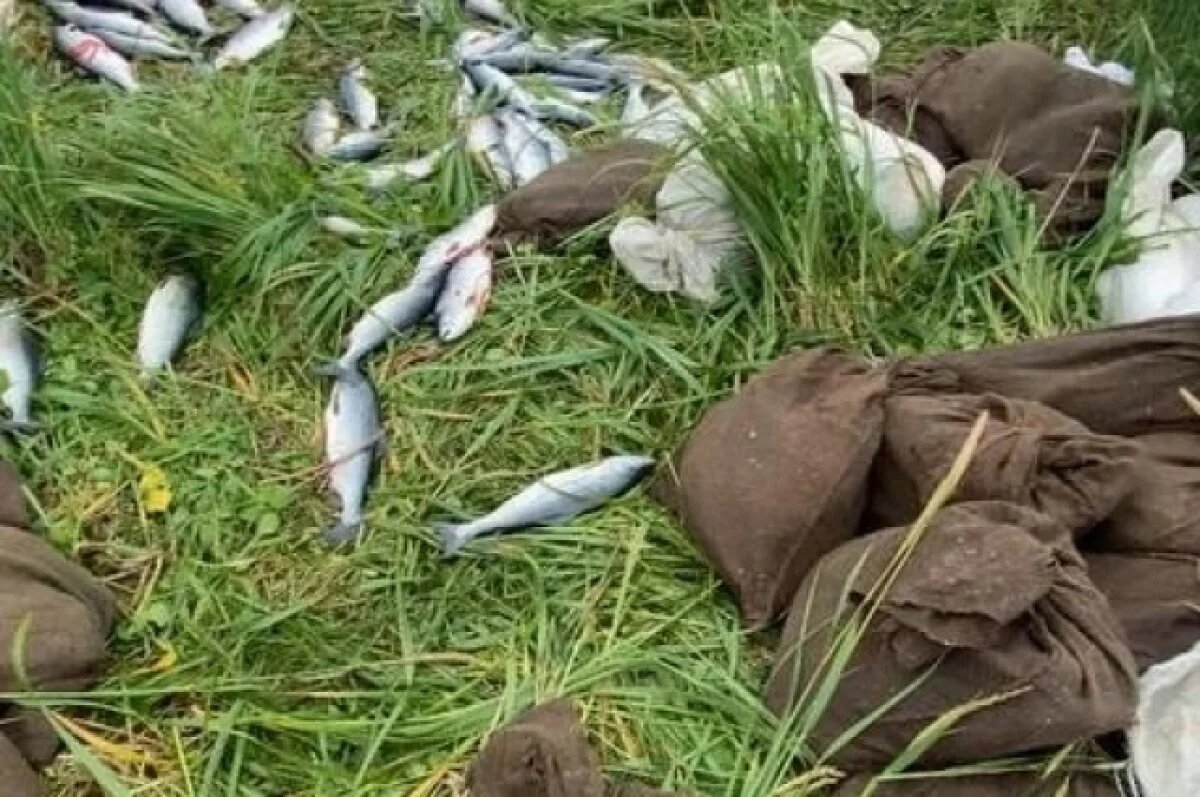    Браконьера с уловом почти на 1 млн рублей задержала рыбоохрана на Камчатке