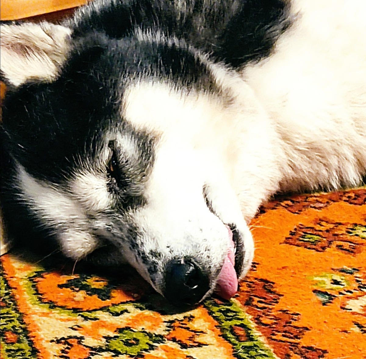 Джекилл абсолютно счастлив)) Фото из личного автора