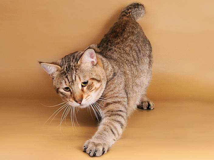 Порода  кошек пикси-боб является сравнительно молодой, но уже успела завоевать  любовь и признание различными кошачьими ассоциациями.