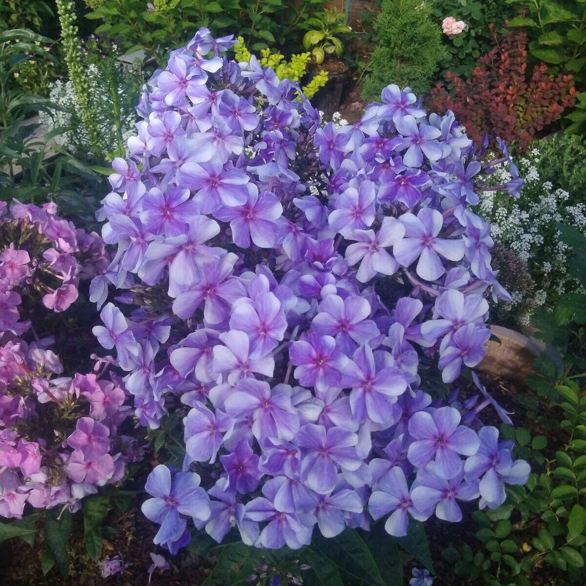 Гжель, автор 🌺🌻🌼 Сибирский Садик 🌹🌷🥀 