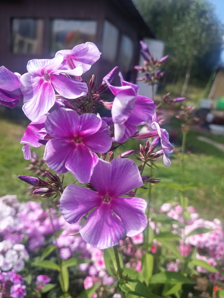 Мой флокс