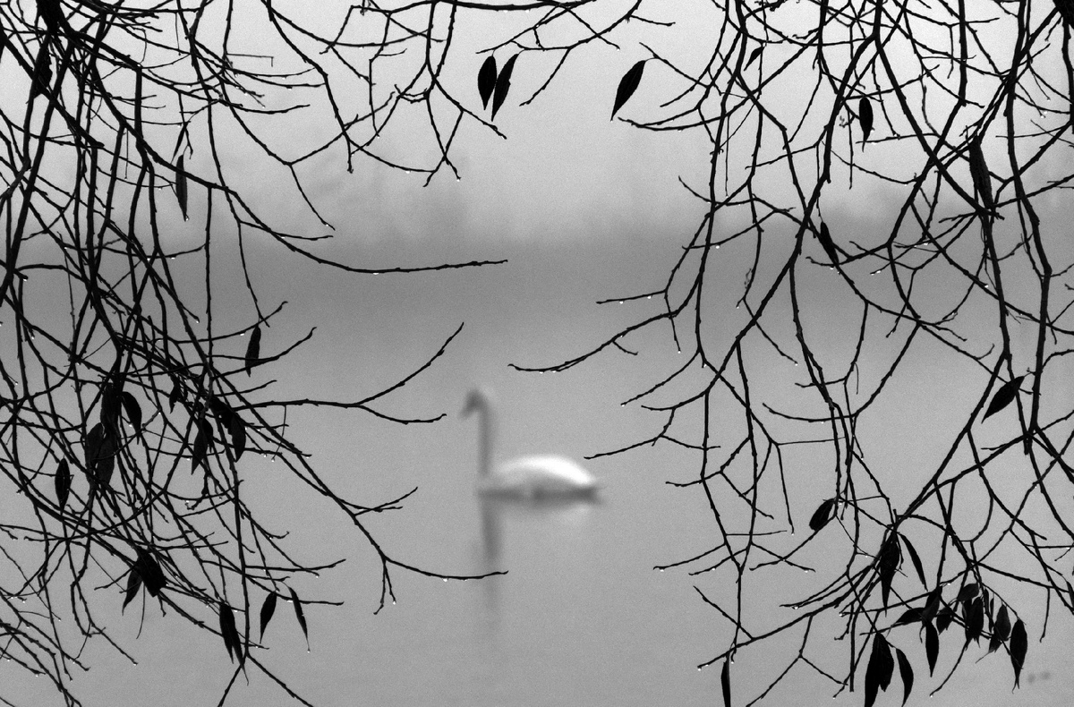 Swan in the fog / Alexander Sinn