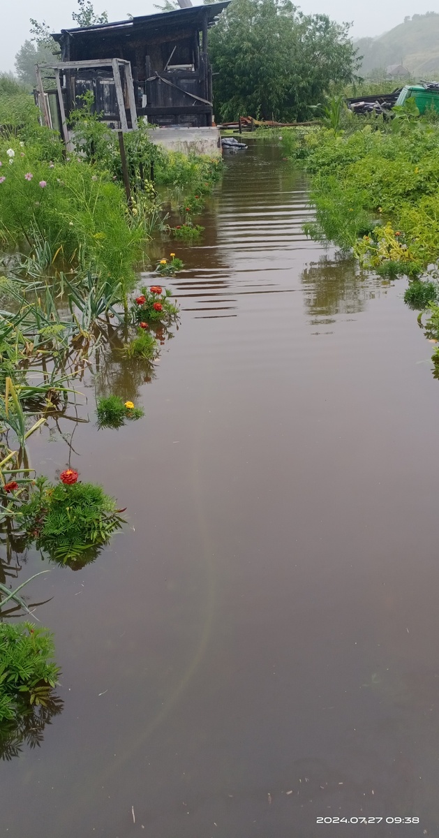 Мой огород и дорожку из бархатцев затопило за ночь.