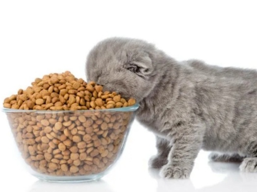 Почему сухой корм может навредить кошке