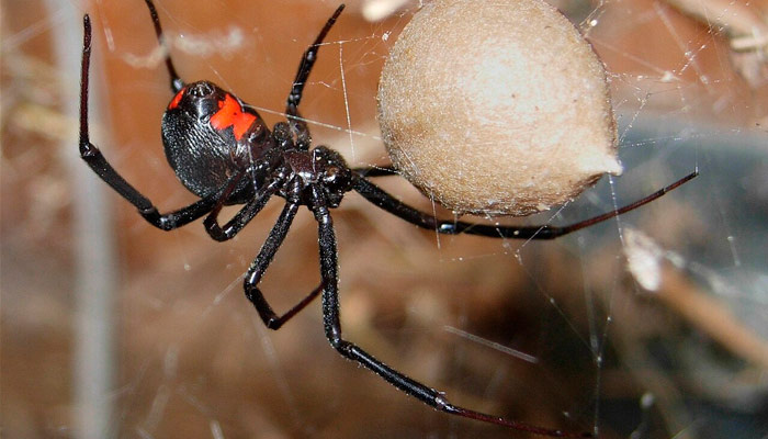 Черная вдова Latrodectus mactans. Фото: wikipedia.org