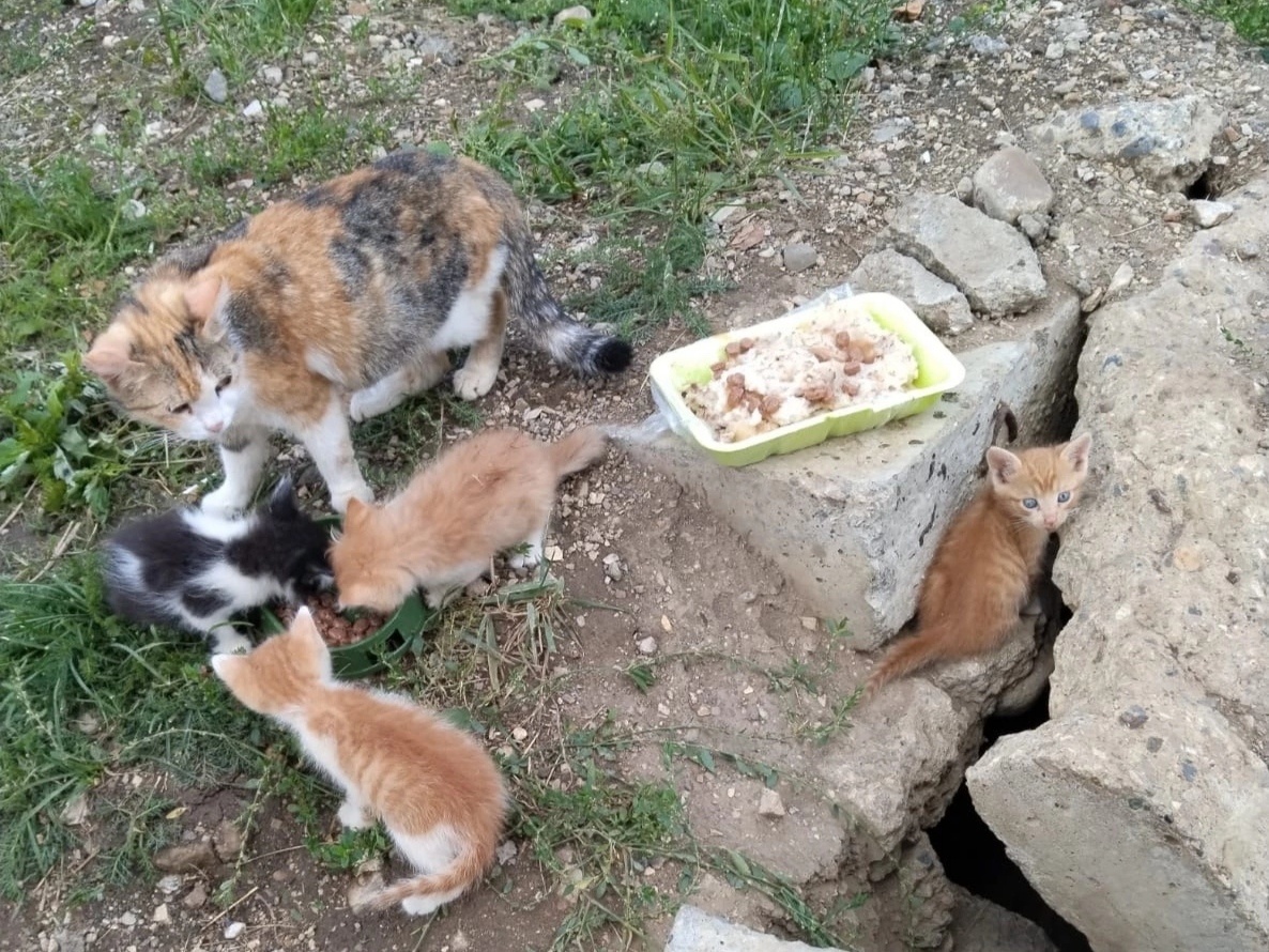 Результат бесконтрольного существования на улице